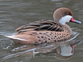 White-cheeked Pintail